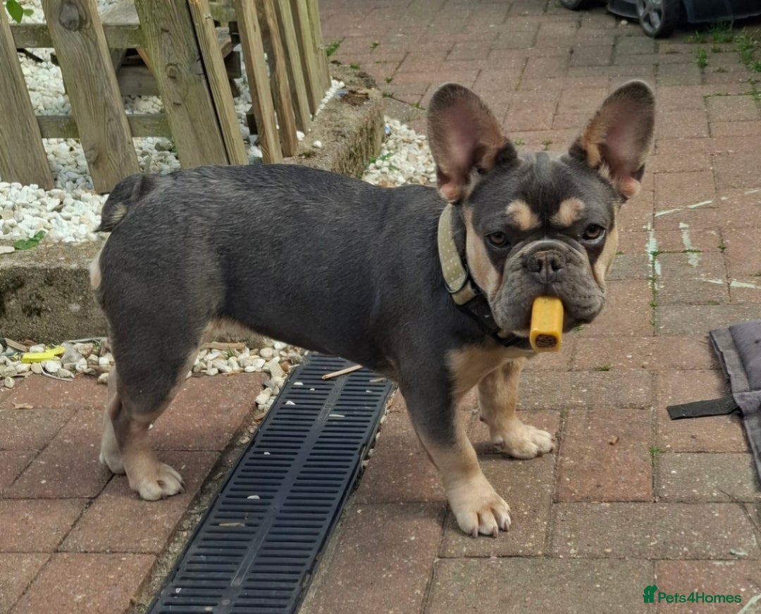 French Bulldog dogs for sale: Stunning kc reg French bulldog sisters  - Image 10