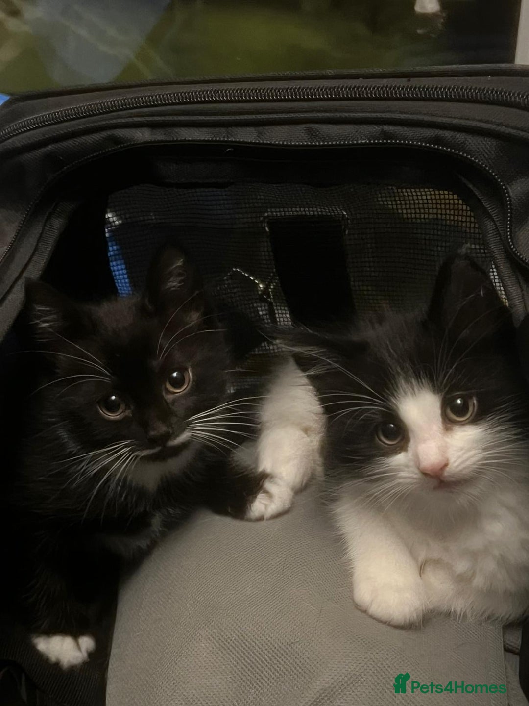 Mixed Breed cats for sale: Adorable Tuxedo Kittens Mixed with Longhair  - Image 2