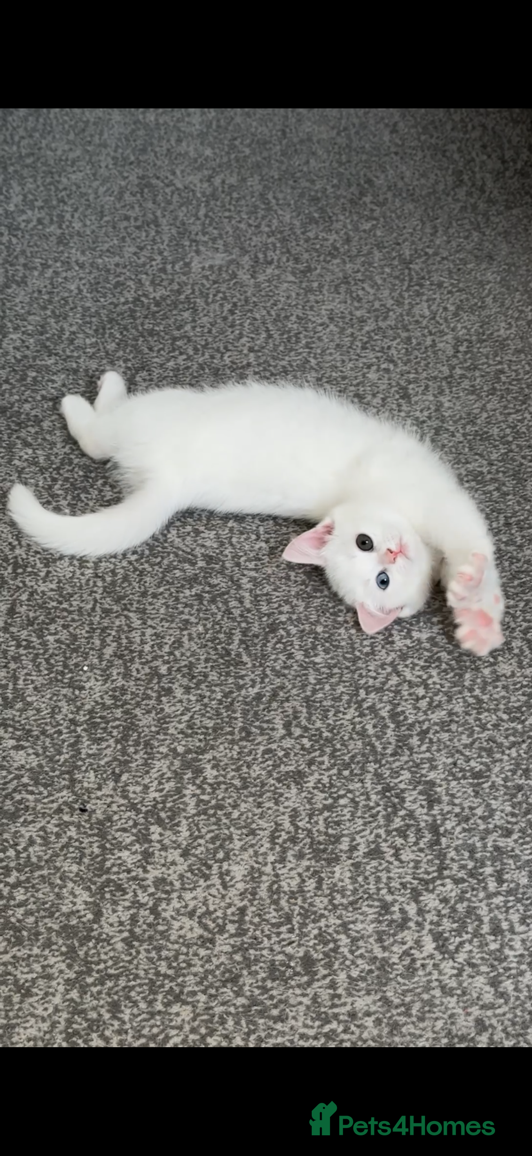 Mixed Breed cats for sale: Persian & Turkish Angora 1 boy 1 girl 9 weeks  - Advert 2