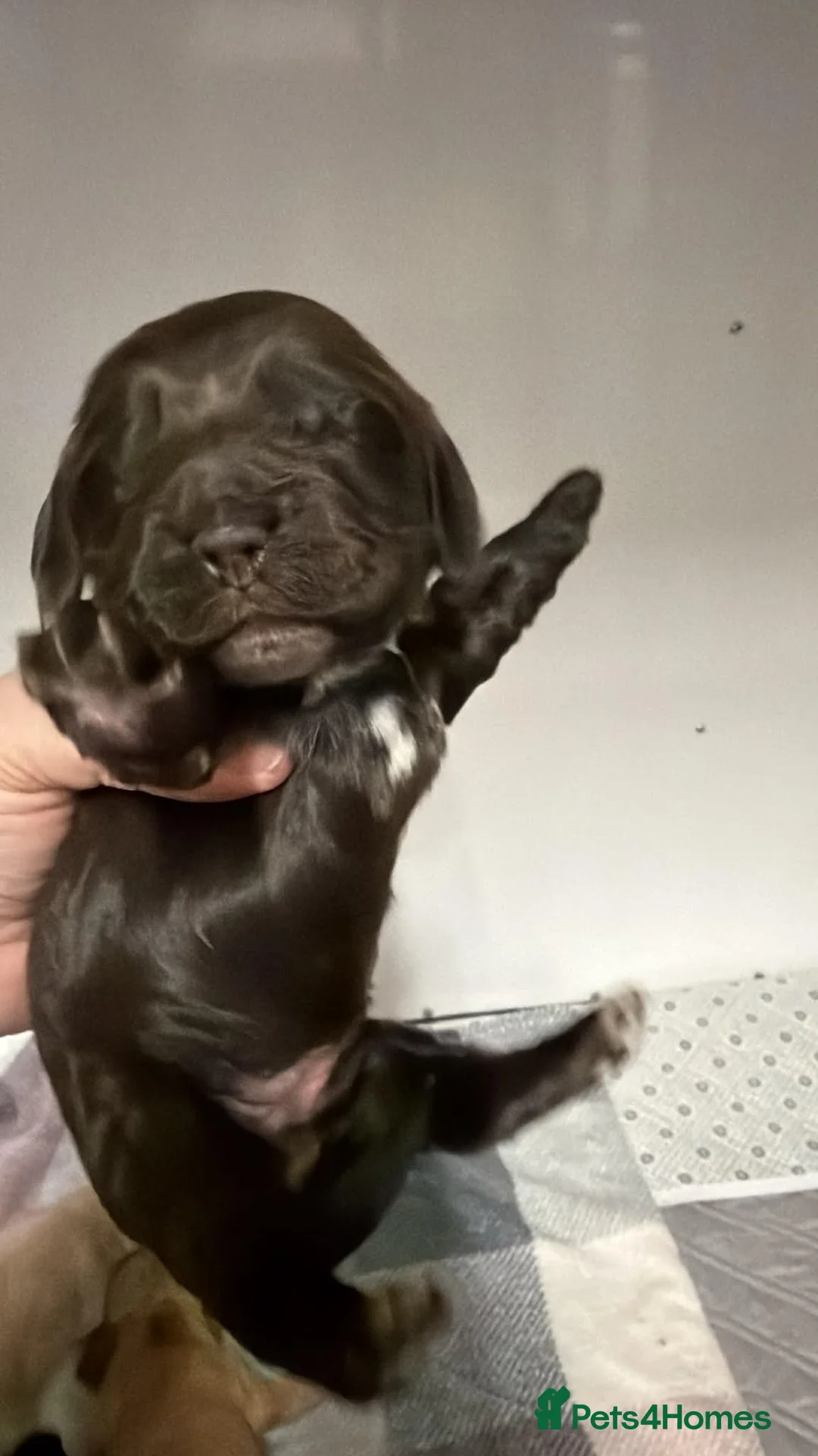 Cocker Spaniel dogs for sale: Show Spaniel puppies Rare Italian import line  in Grimsby - Advert 6