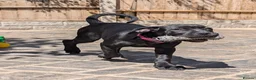 Cane Corso dogs for sale: Black female cane corso puppy  - Advert 3