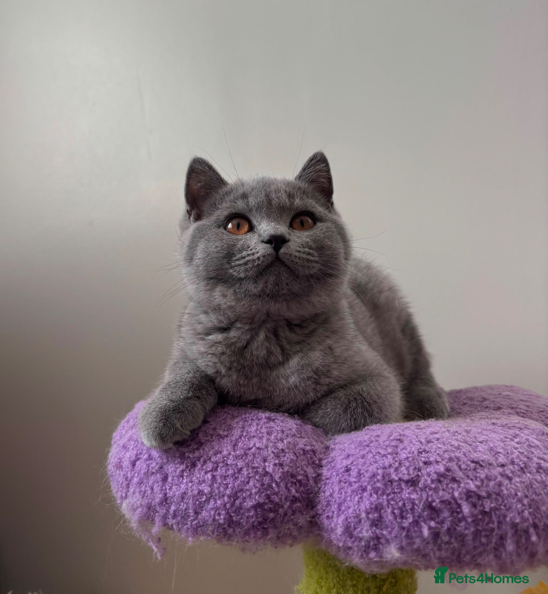 British Shorthair cats PEDIGREE British Short Hair kittens - Advert 1