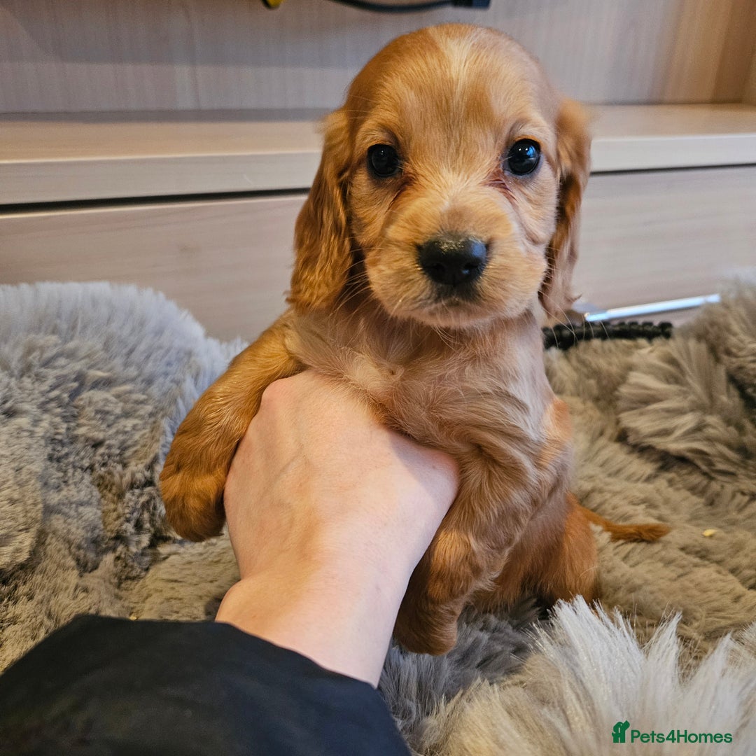 Cocker Spaniel dogs for sale: Rare Merle Working Type Cocker Spaniels - Advert 6