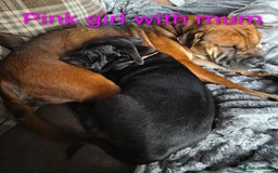 Mixed Breed dogs for sale: Shar Pei x Chow Last Pup available  - Image 5