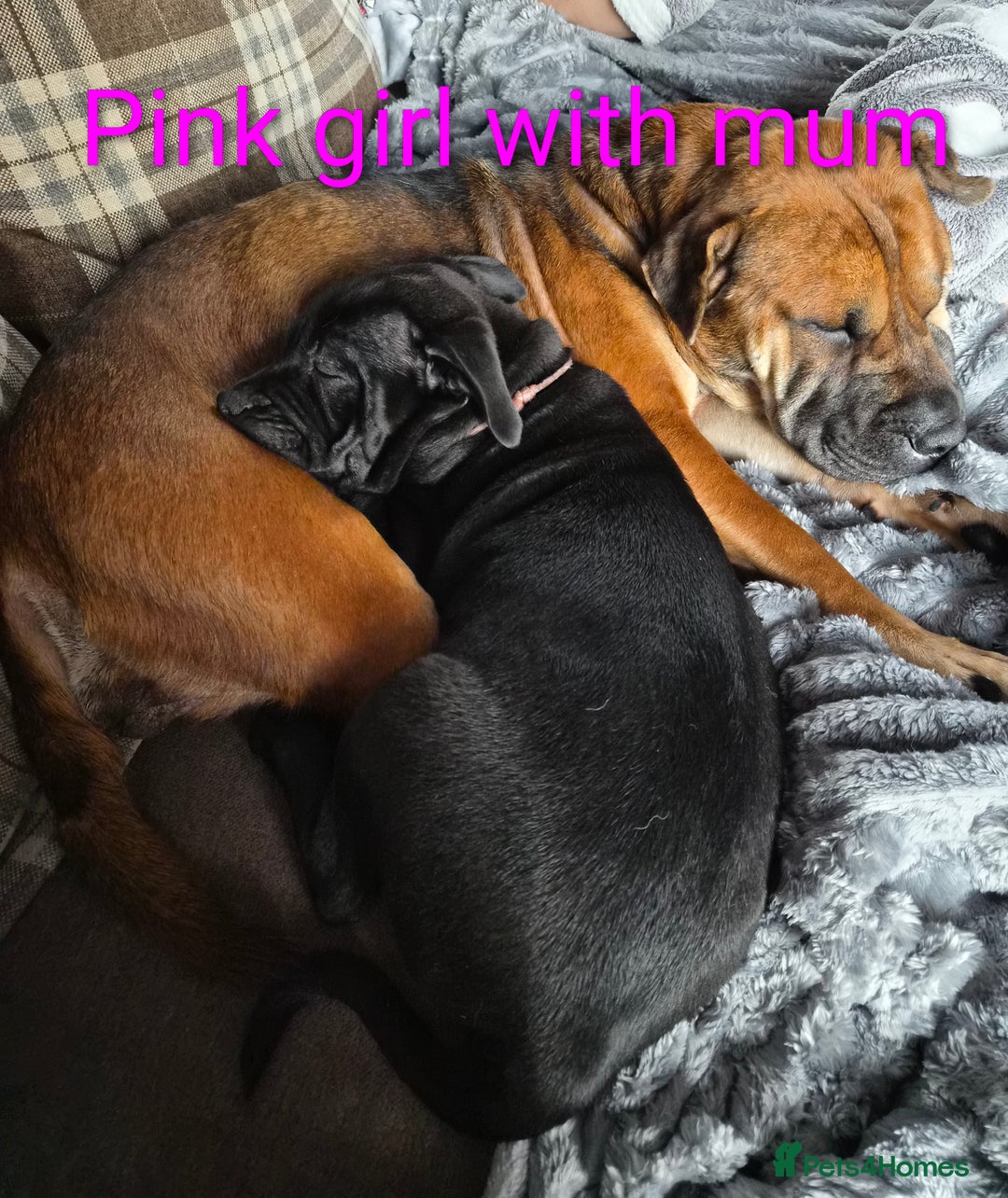 Mixed Breed dogs for sale: Shar Pei x Chow Last Pup available  - Image 5