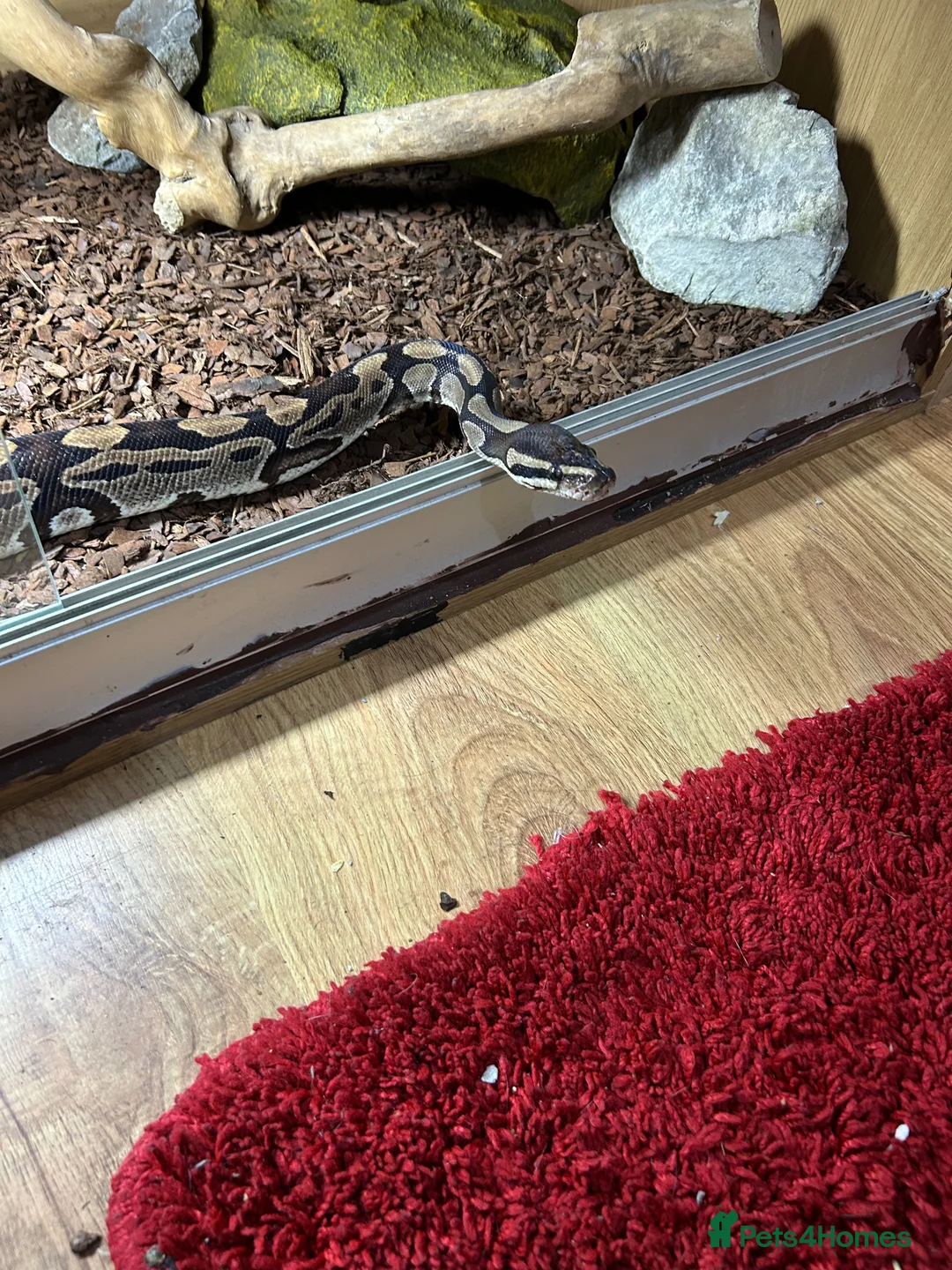 Python Snake reptiles for sale: Chunky Monkey - Advert 4