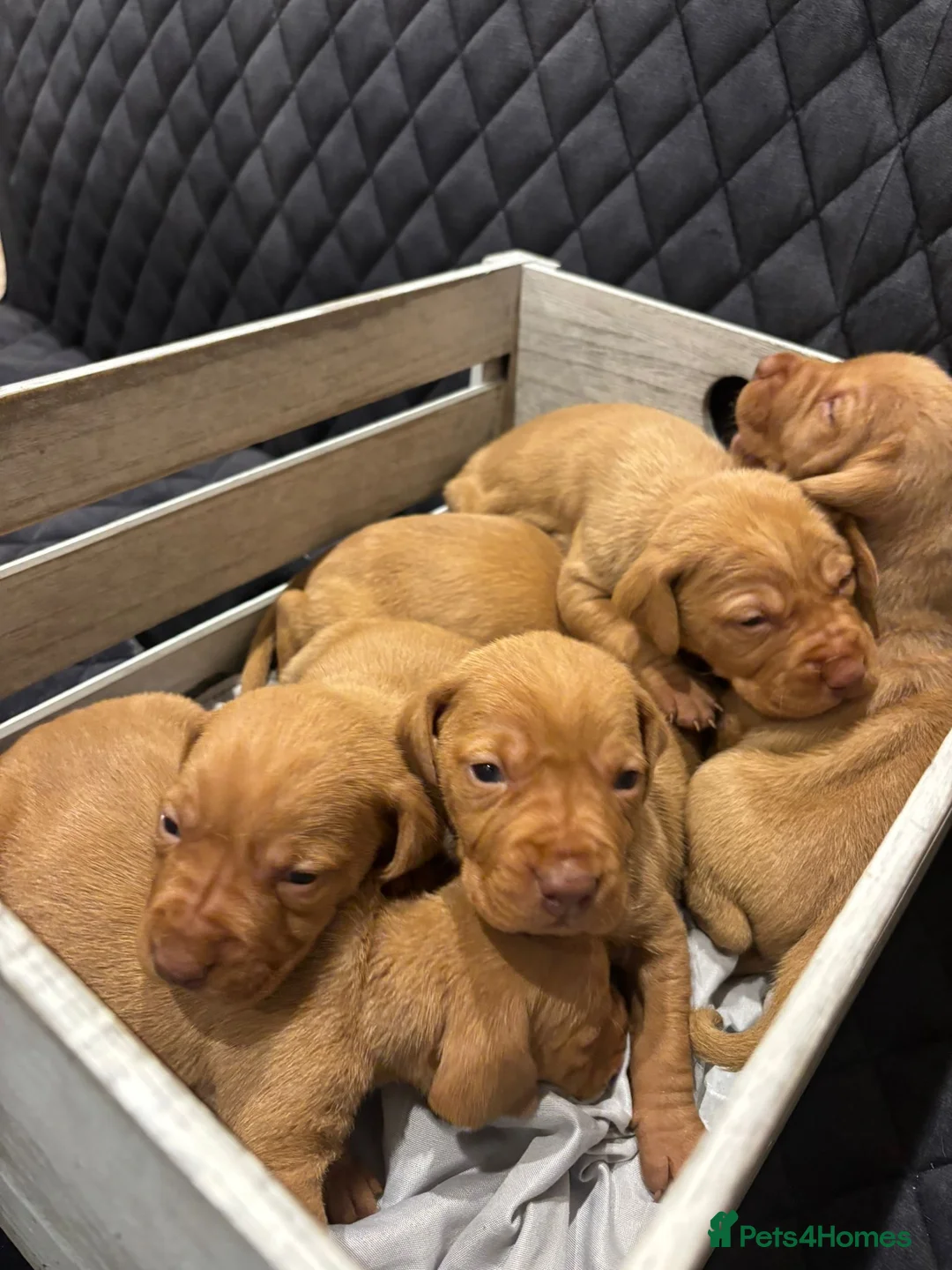 Hungarian Vizsla dogs for sale: Hungarian Vizsla KC Puppies excellent Pedigree - Advert 7