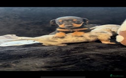 Miniature Dachshund dogs for sale: Beautiful litter of miniature dachshunds - Image 16