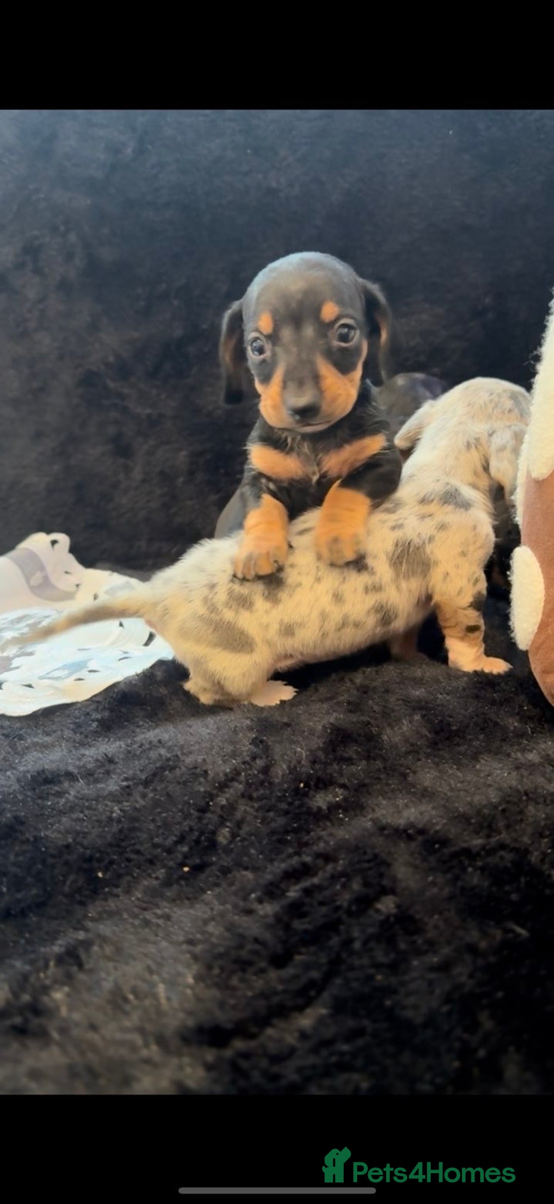 Miniature Dachshund dogs for sale: Beautiful litter of miniature dachshunds - Image 16