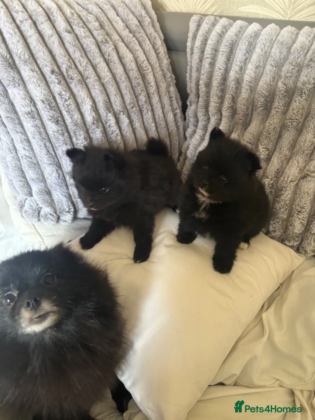 Pomeranian dogs for sale: Beautiful Tiny Pomeranian Puppies  - Advert 2
