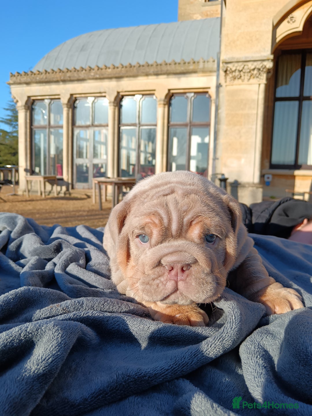 English Bulldog dogs for sale: 2 stunning males from the world famous Mr muscle  - Advert 33