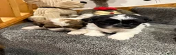 Shih Tzu dogs for sale: Late Summer Shihtzu Puppies - Advert 5