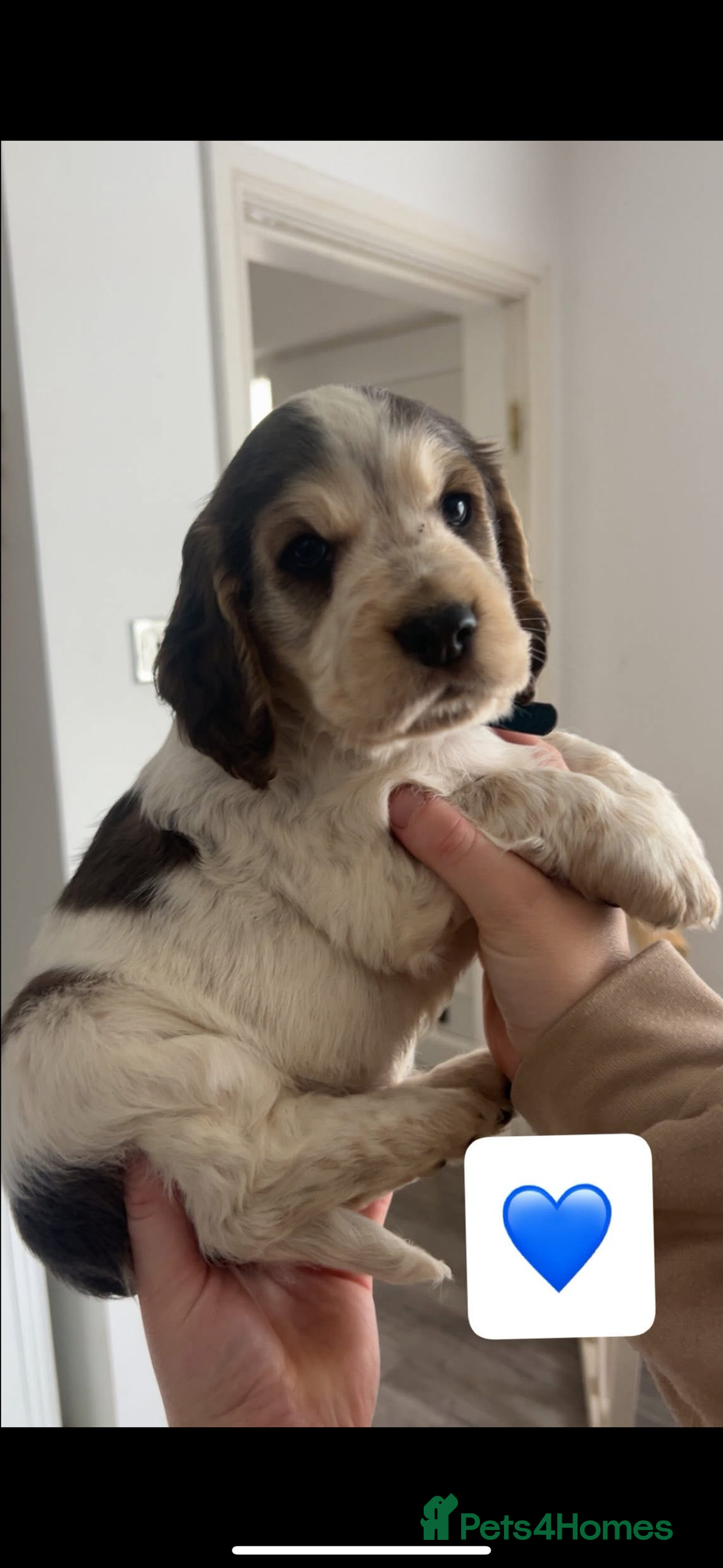 Cocker Spaniel dogs for sale: Cocker spaniel pups - Advert 28