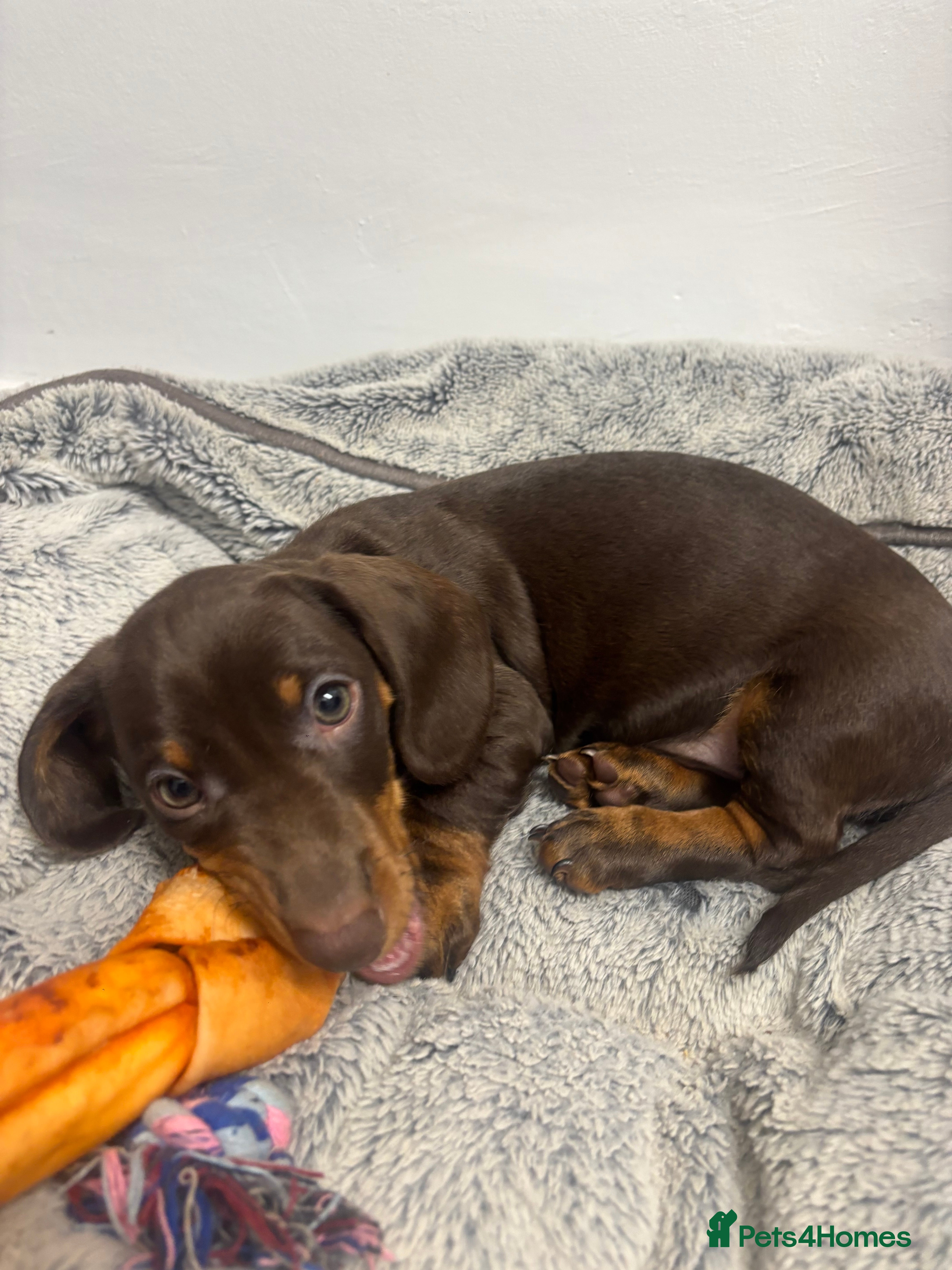 Miniature Dachshund dogs Last male Miniature dachshund puppy ready now ❤️ - Advert 2