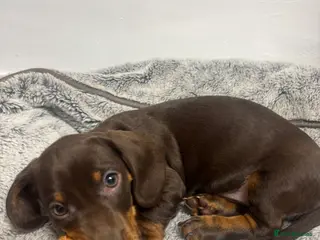 Miniature Dachshund dogs Last male Miniature dachshund puppy ready now ❤️ - Advert 2