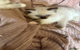 Ragdoll cats for sale: Ragdoll Kittens ready now* - Image 7
