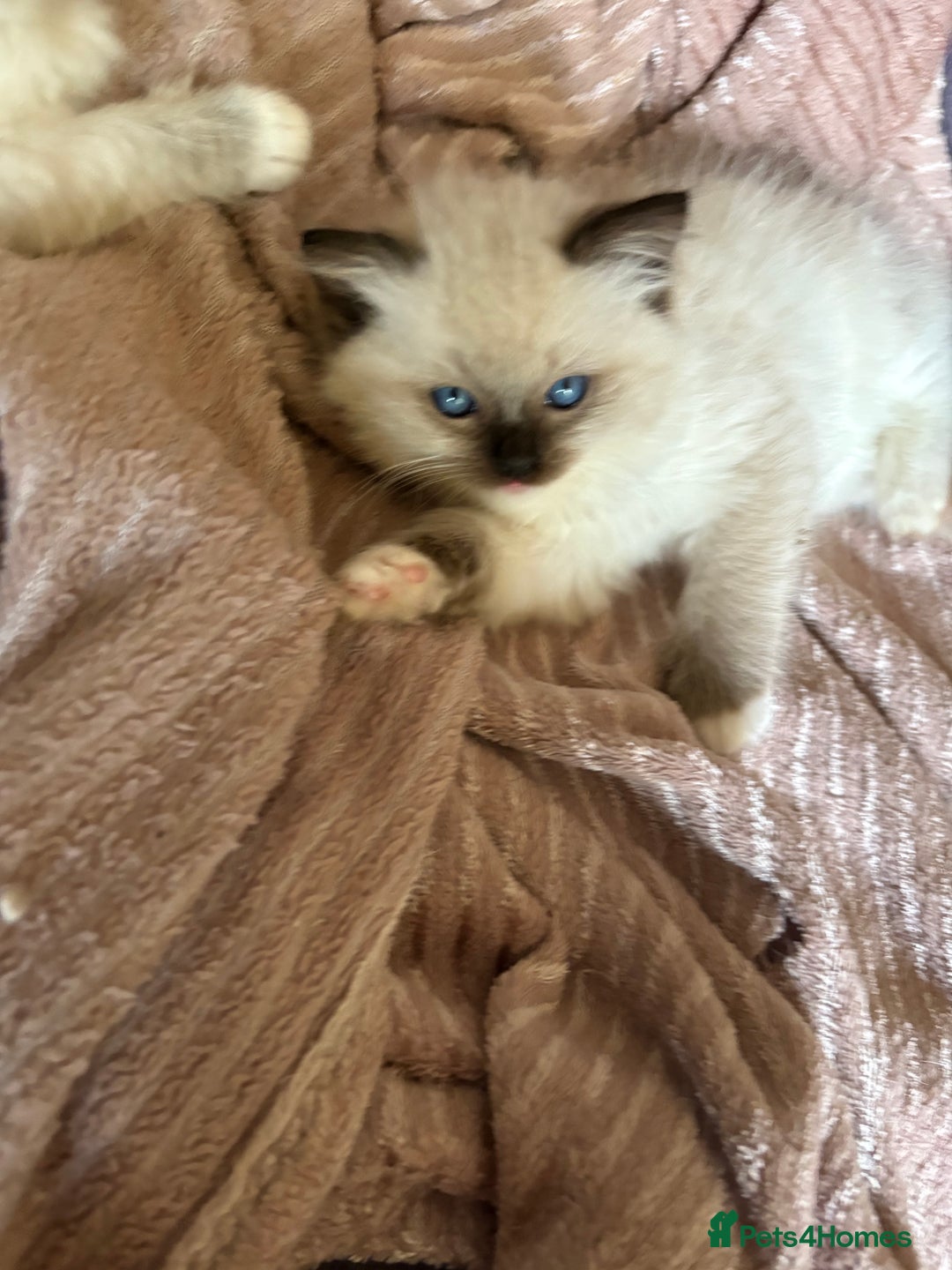 Ragdoll cats for sale: Ragdoll Kittens ready now* - Image 7