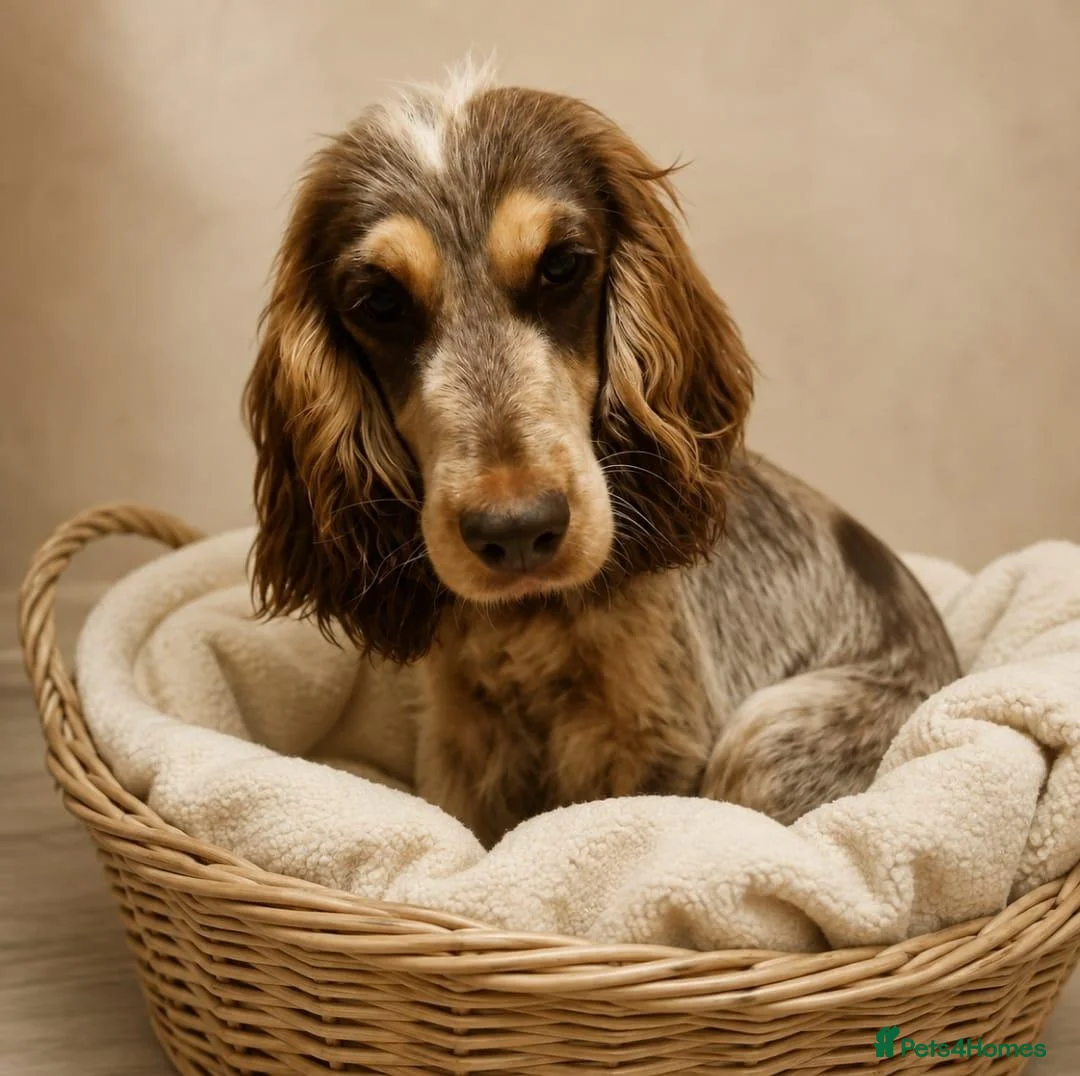 Cocker Spaniel dogs for sale: 🐾 6 Gorgeous Show Type Cocker Spaniel Puppies 🐾 - Advert 2