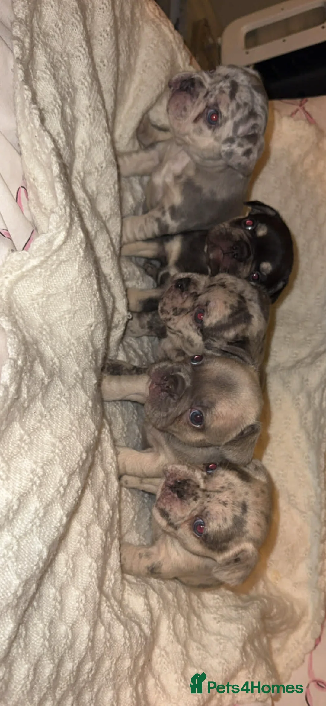 French Bulldog dogs for sale: French bulldogs females in Hull - Advert 1