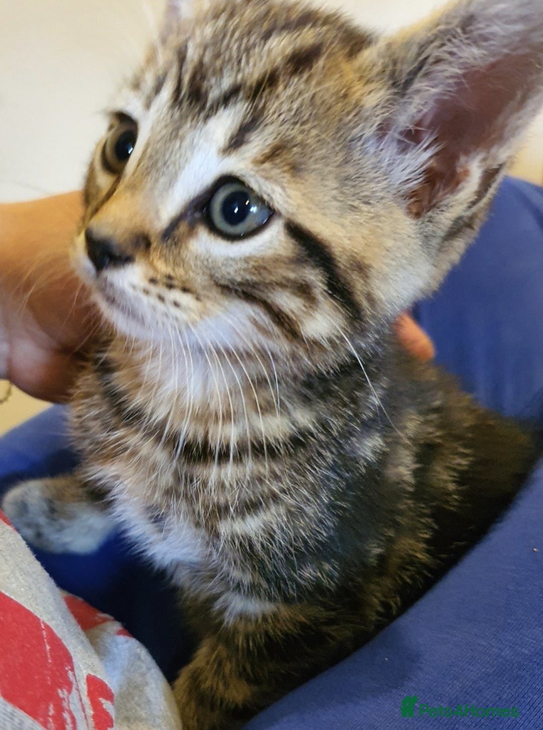 European cats for sale: Adorable Kittens Looking for Loving Homes - Image 3