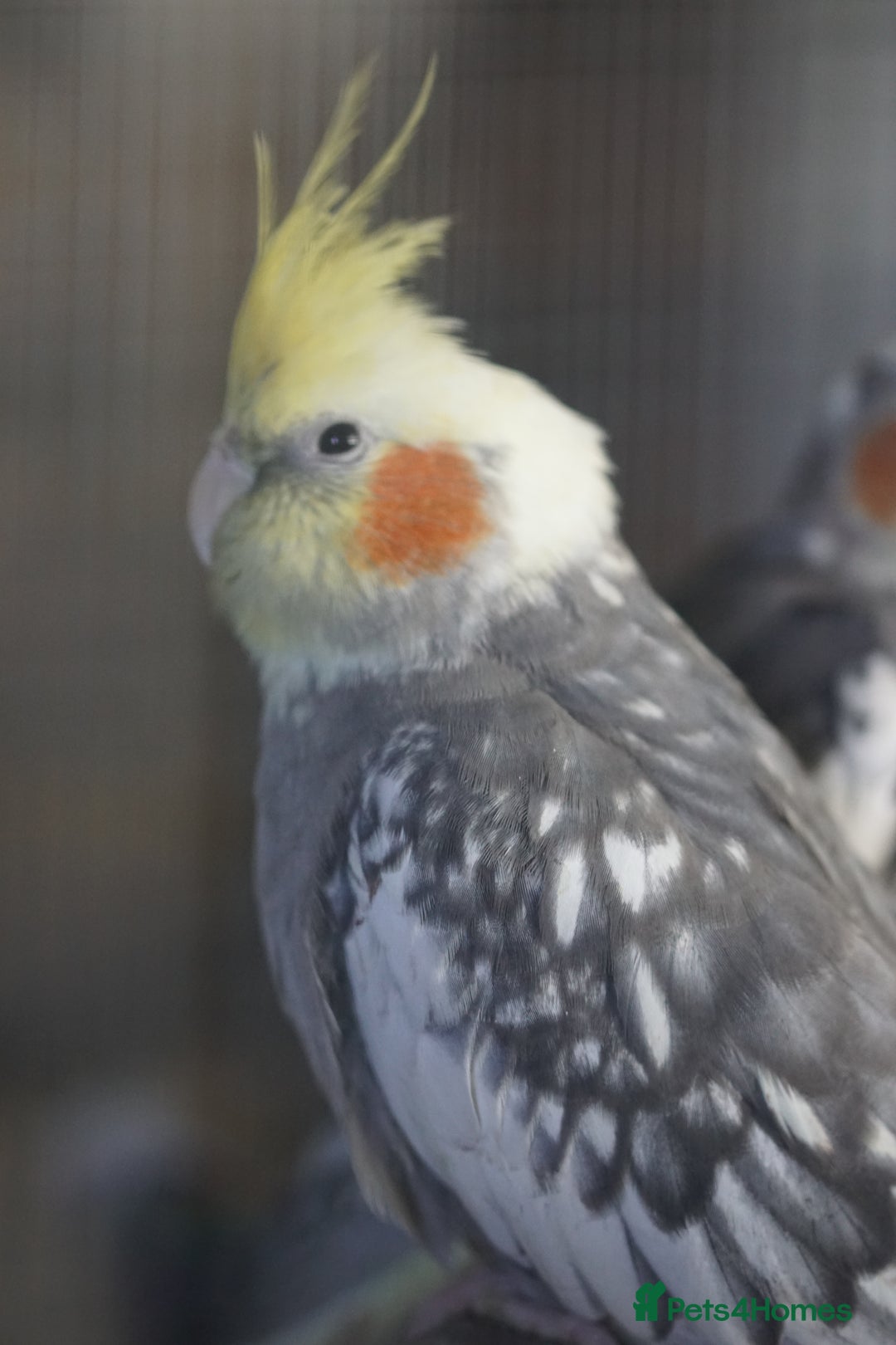 Cockatiels birds for sale: Cockatiels Mixed Genders  - Advert 9