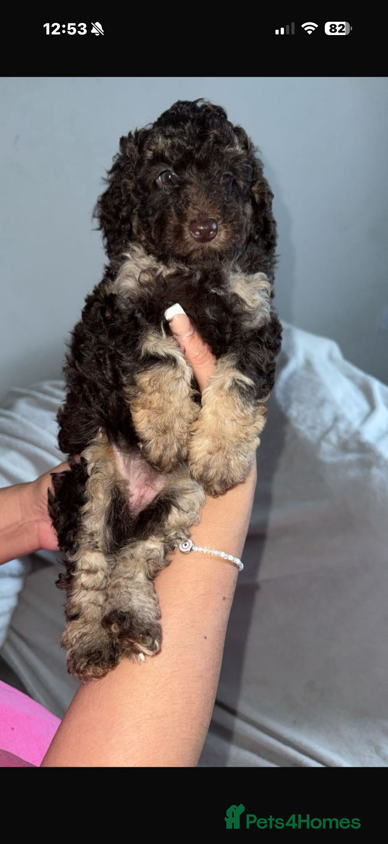 Toy Poodle dogs Chocolate phantom non fading toy poodles  - Advert 4