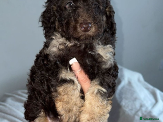 Toy Poodle dogs Chocolate phantom non fading toy poodles - Advert 6