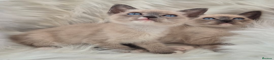 Snowshoe Kitten 3