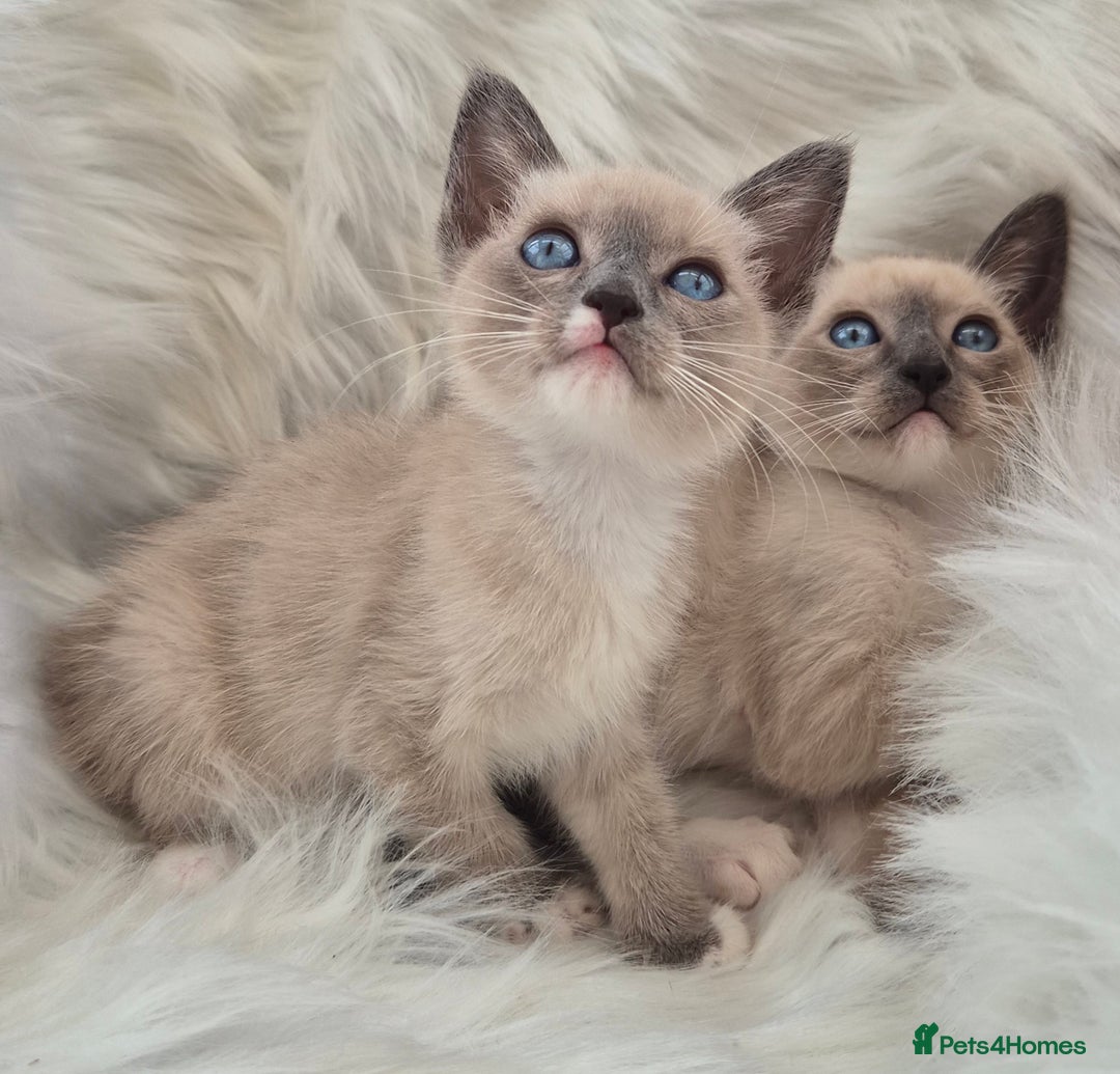 Snowshoe cats for sale: Stunning pedigree Snowshoe kittens  - Image 1