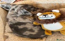 Miniature Dachshund dogs for sale: Mini dachshund puppies 6 weeks - Advert 14