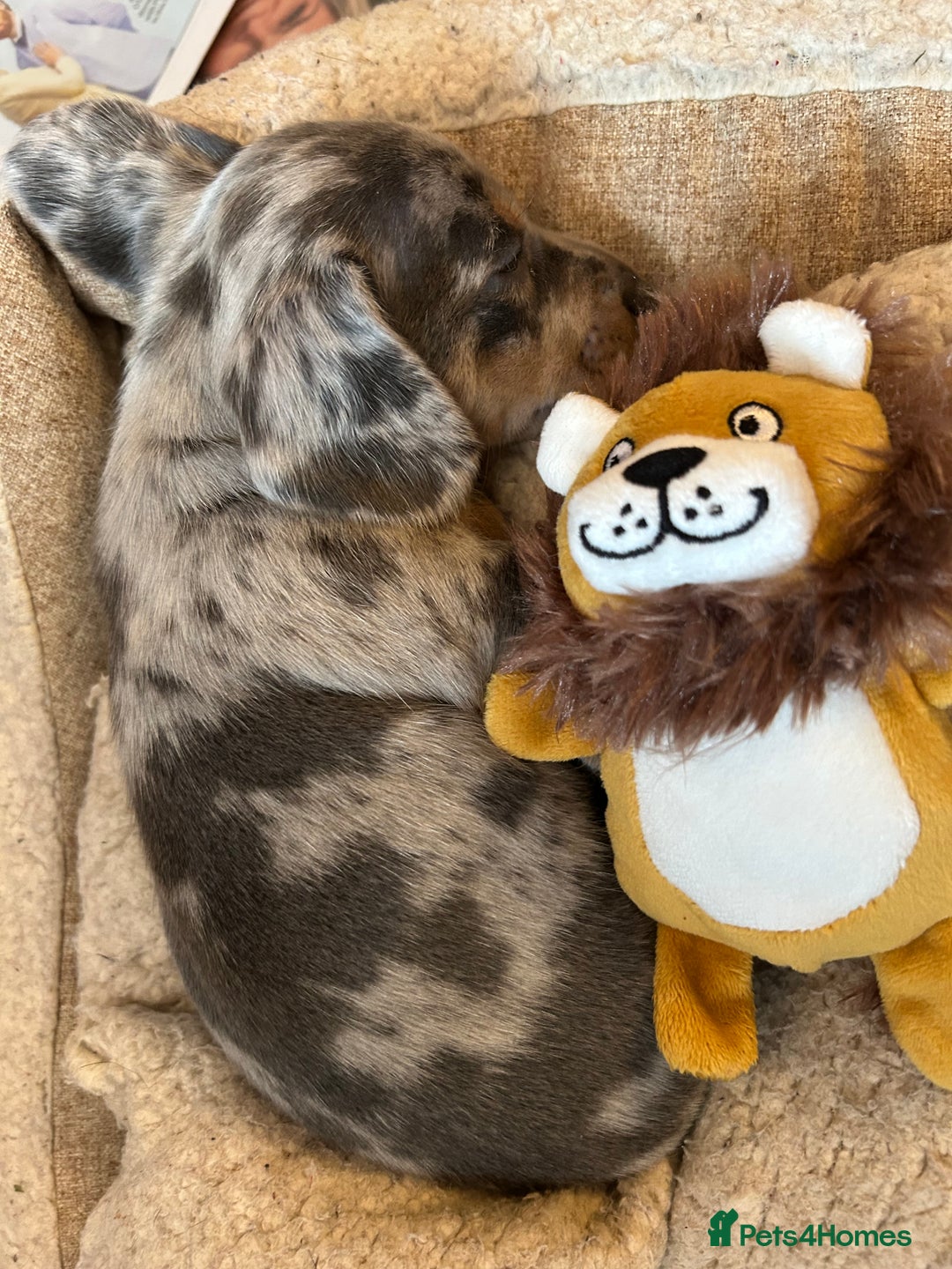 Miniature Dachshund dogs for sale: Mini dachshund puppies 6 weeks - Advert 14