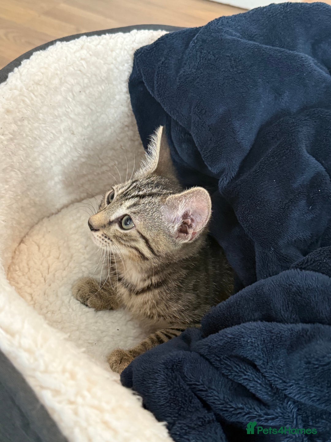 Mixed Breed cats for sale: Cute kitten  - Image 3