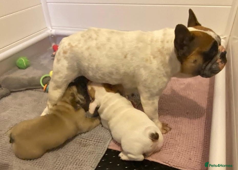 French Bulldog dogs Family Raised PURE French Bulldog puppies for sale - Advert 3