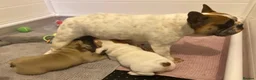 French Bulldog dogs for sale: Family Raised PURE French Bulldog puppies for sale - Advert 1
