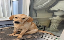 Golden Retriever dogs for sale: Golden Retriever girl - Advert 2