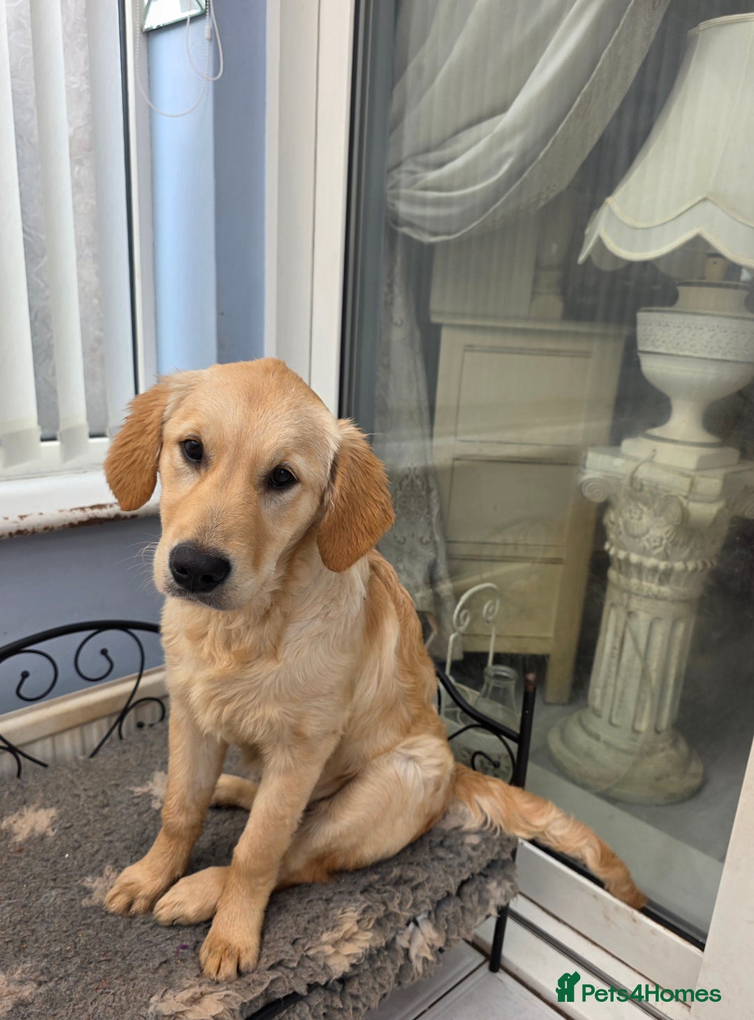 Golden Retriever dogs for sale: Golden Retriever girl - Advert 2