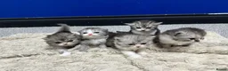 Persian cats for sale: 5 Beautiful Purebred Persian KittensREADY TO LEAVE - Advert 14