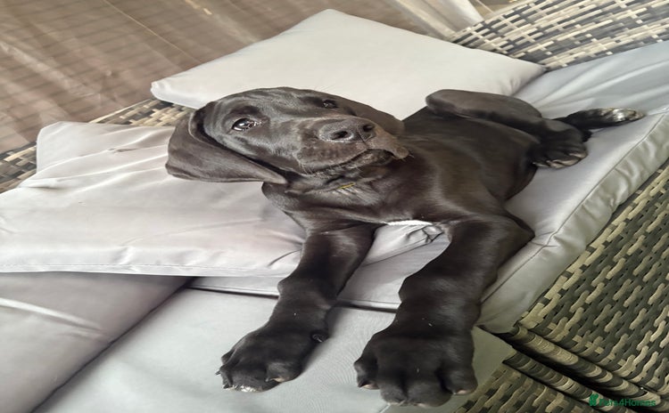 Great Dane dogs - Advert 1