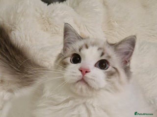 Ragdoll cats TICA seal lynx bicolour ragdoll kitten - Advert 12