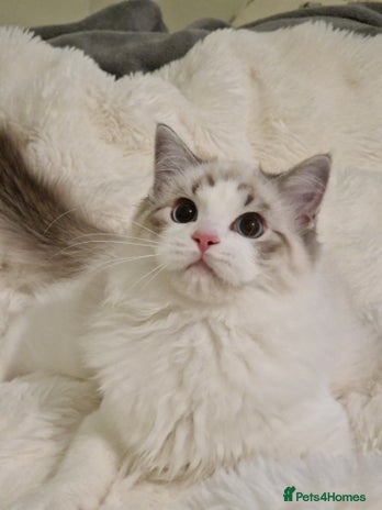 Ragdoll cats TICA seal lynx bicolour ragdoll kitten - Advert 5
