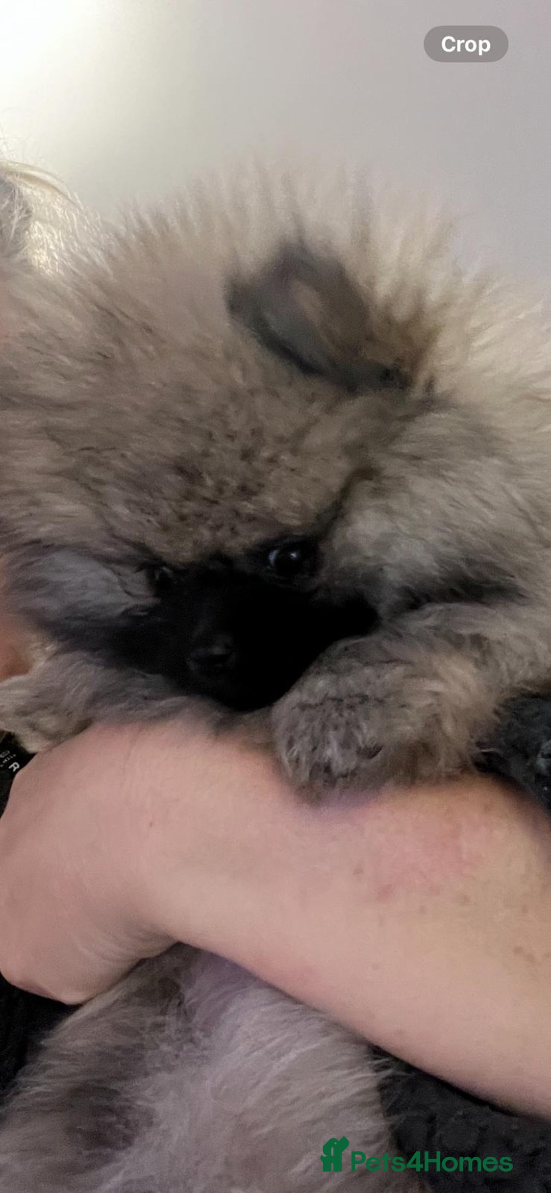Pomeranian dogs for stud: Wolf teddy bear faced Pomeranian (Stormzy) - Advert 2