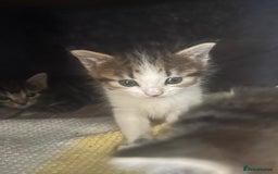 Mixed Breed cats for sale: Tabby cross kittens  - Image 6
