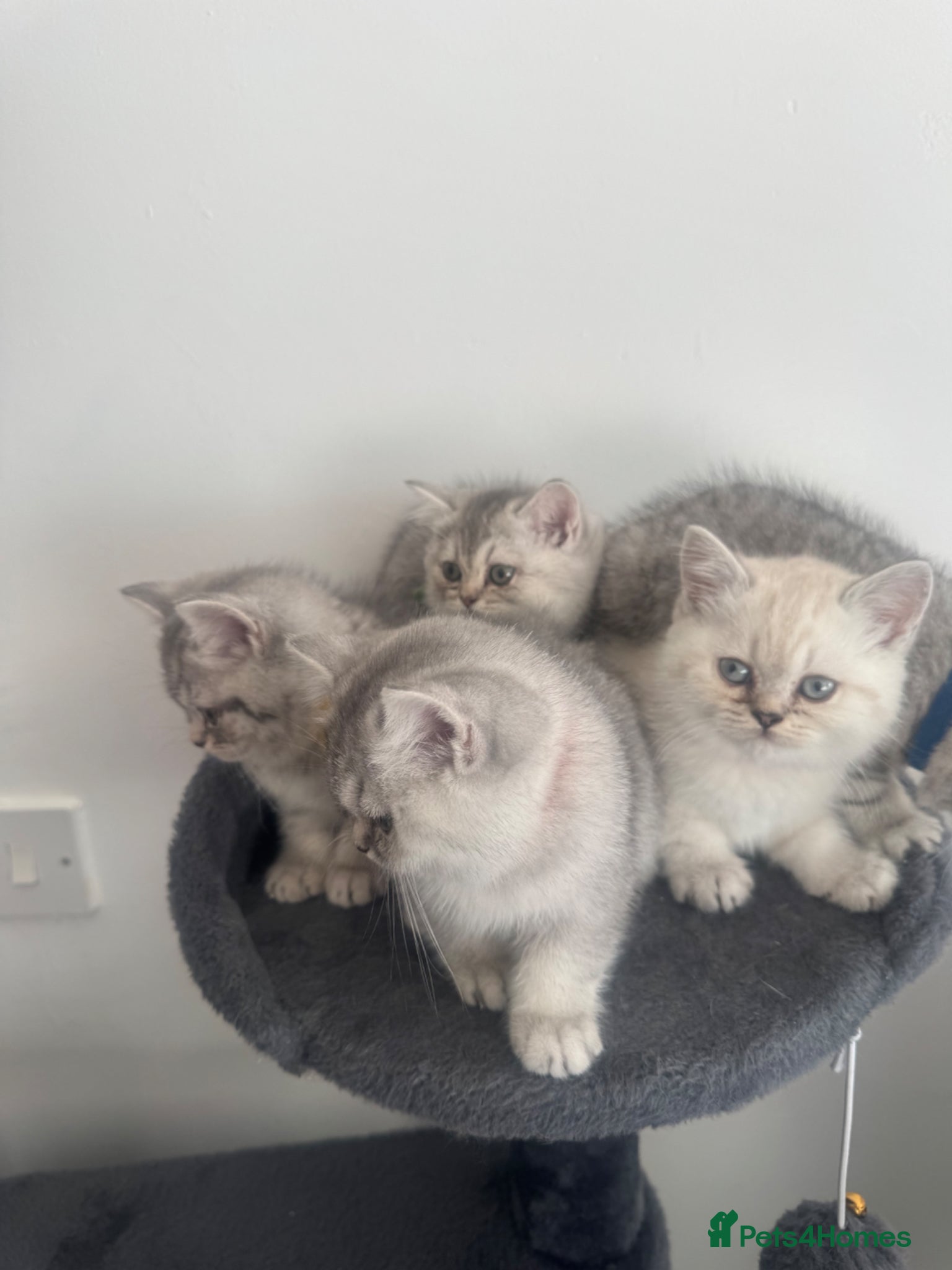British Shorthair cats 5 Beautiful British Short hair kittens - Advert 1