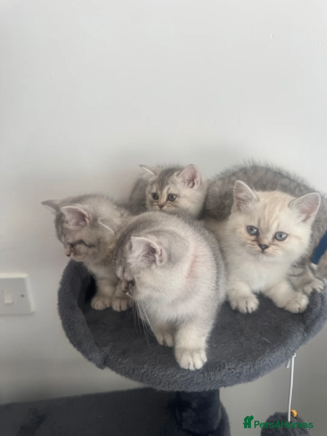 British Shorthair cats for sale: 5 Beautiful British Short hair kittens in Birmingham - Advert 2