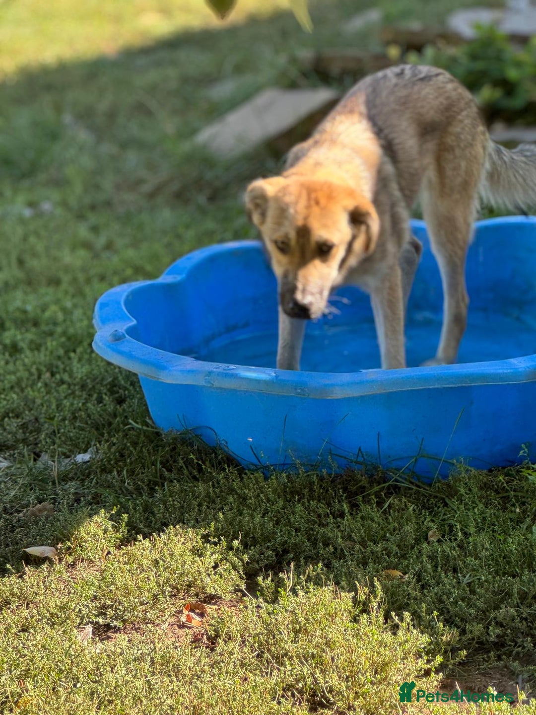 Mixed Breed dogs for adoption: EVIE - a Beautiful & Kind Girl, for a Loving Home - Image 8