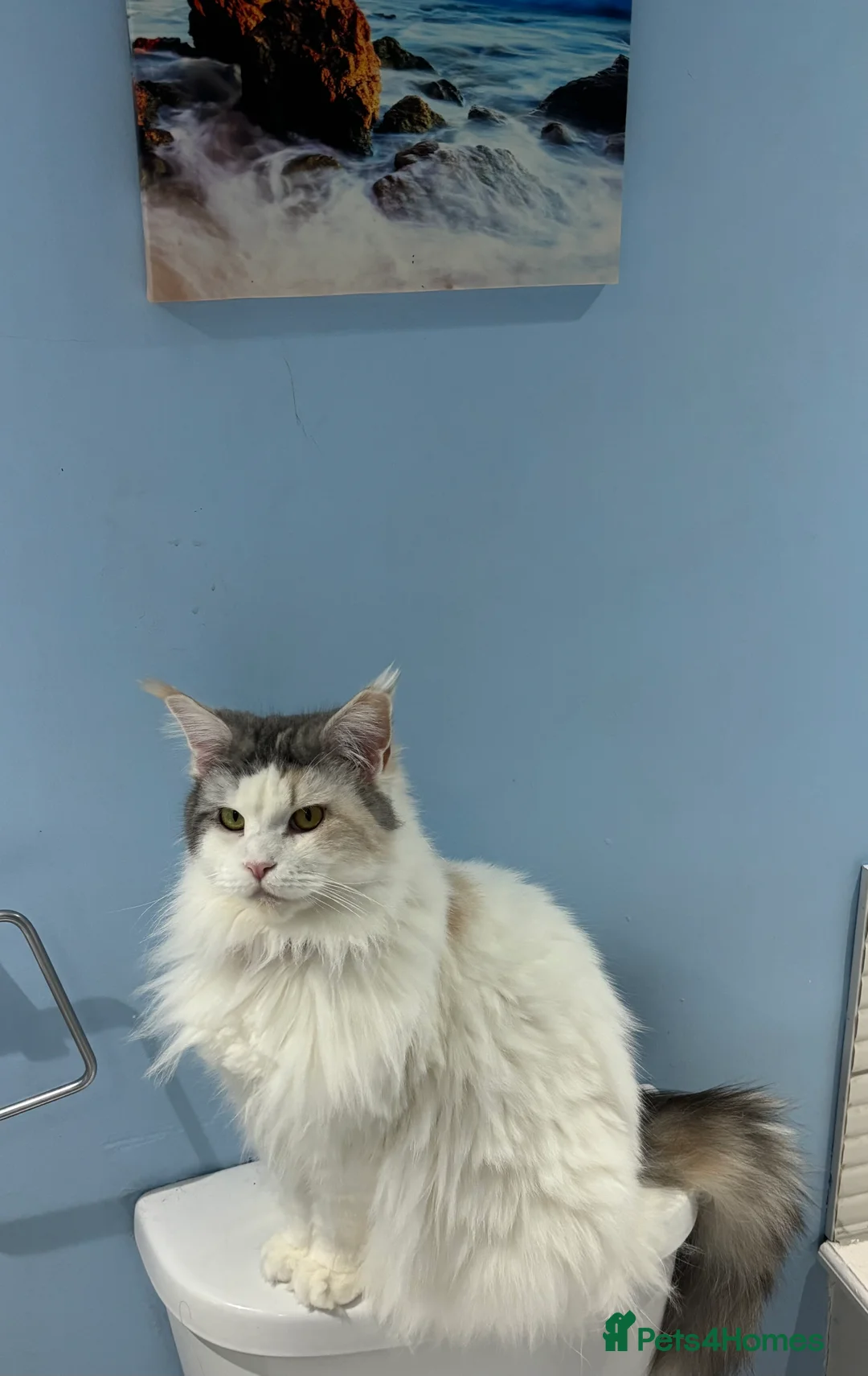 Mixed Breed cats for sale: Kittens 2brothers left READYTODAY Mainecoon x 🐈 - Advert 8