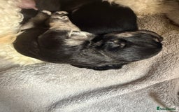 Mixed Breed dogs for sale: Froodle pups  - Image 10