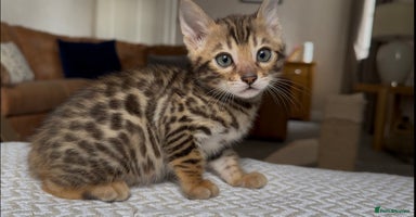 Bengal cats - Advert 9