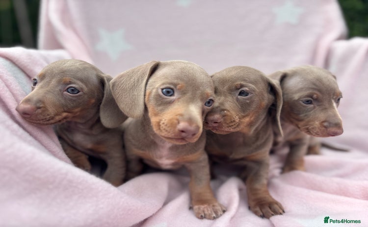 Dachshund dogs - Advert 11