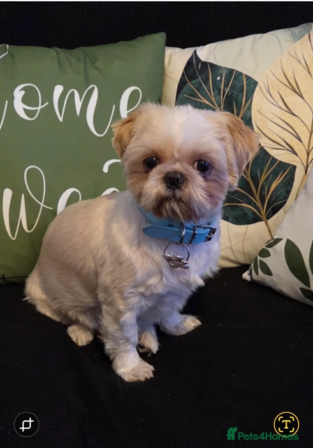 Shih Tzu dogs for sale: 3 beautiful Shih Tzu pups  in Newton-le-Willows - Advert 2